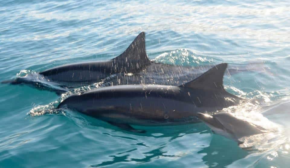 Hawaii Dolphins