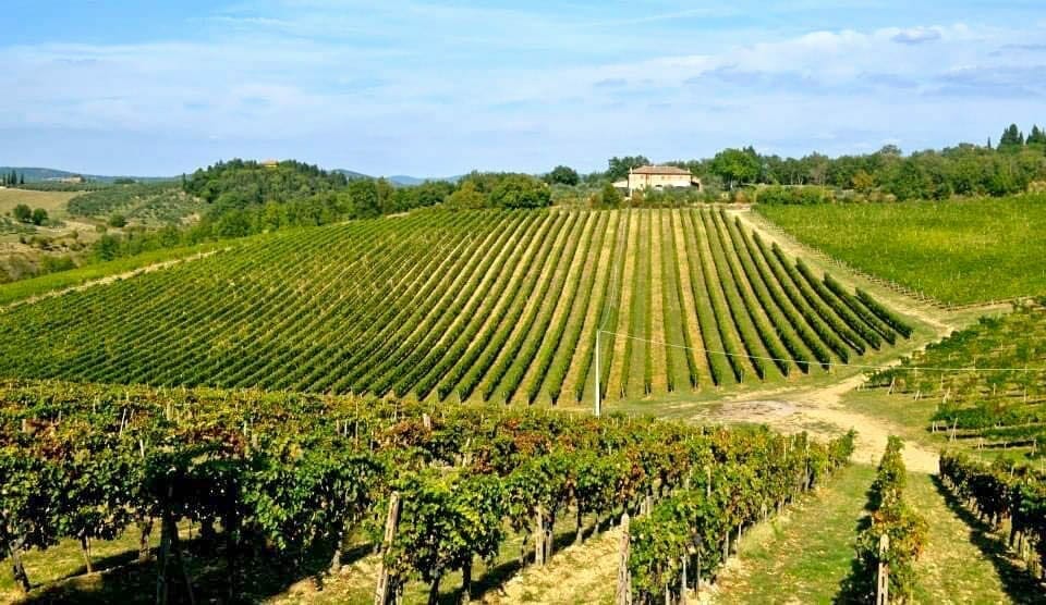 Tuscany vineyards