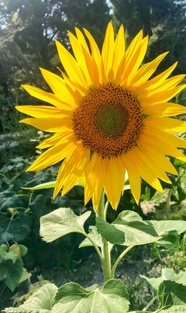 Sunflower