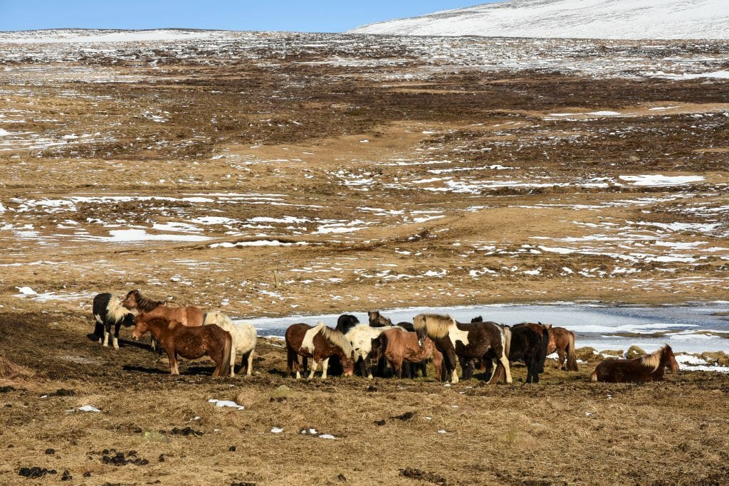 Wild Iceland Ponies