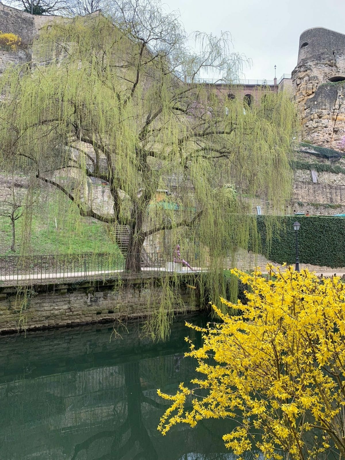 Yellow Flowers