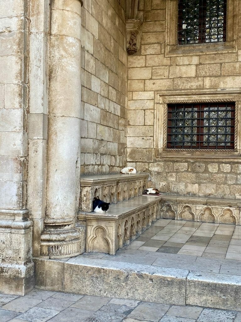 Old Town Lots of cats