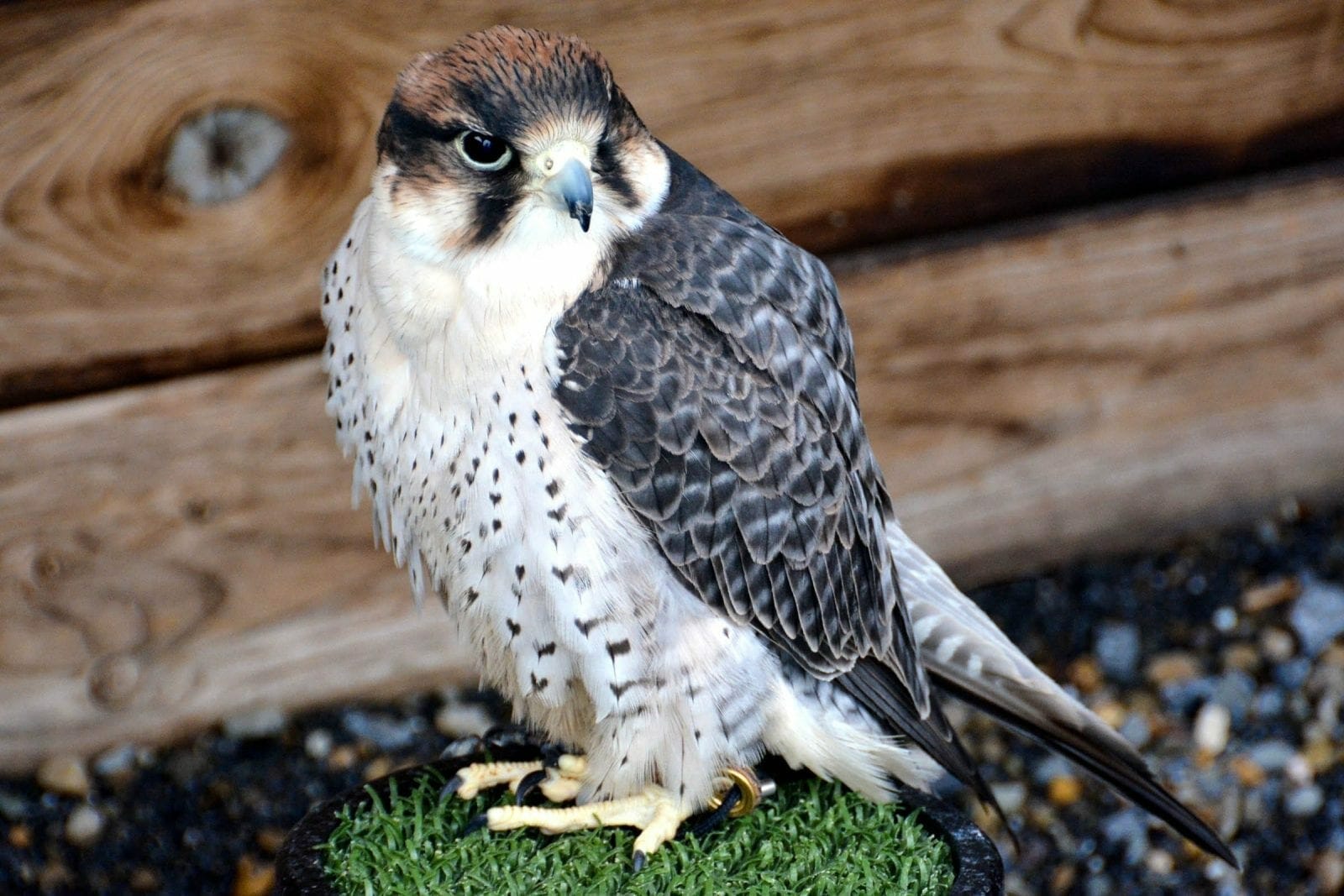 Ireland bird