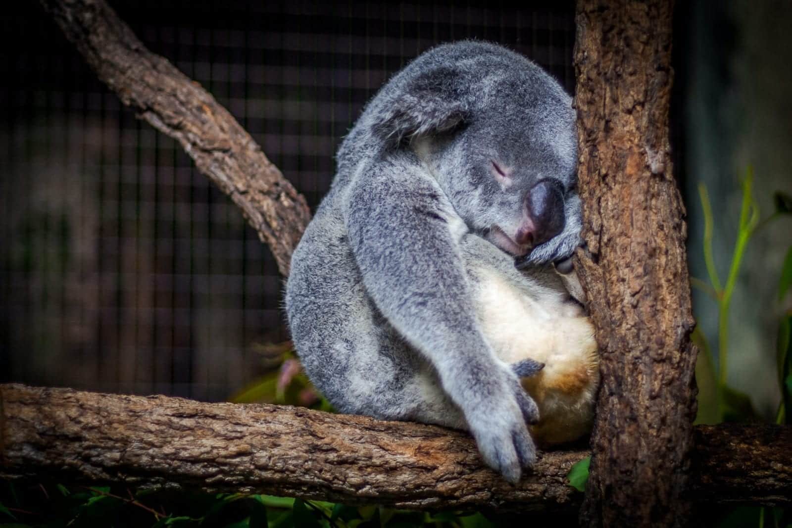 Koala Bear