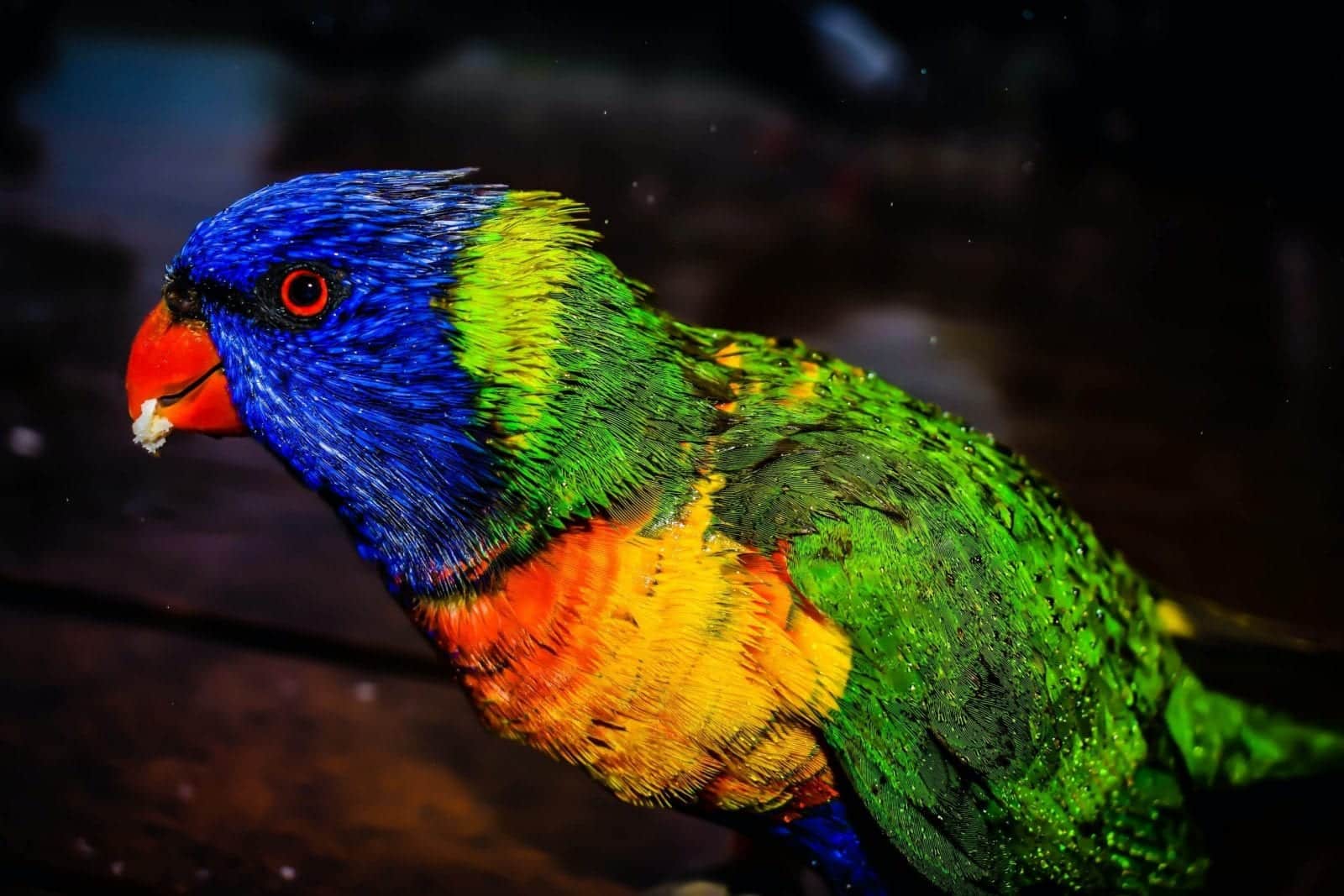 Parrot