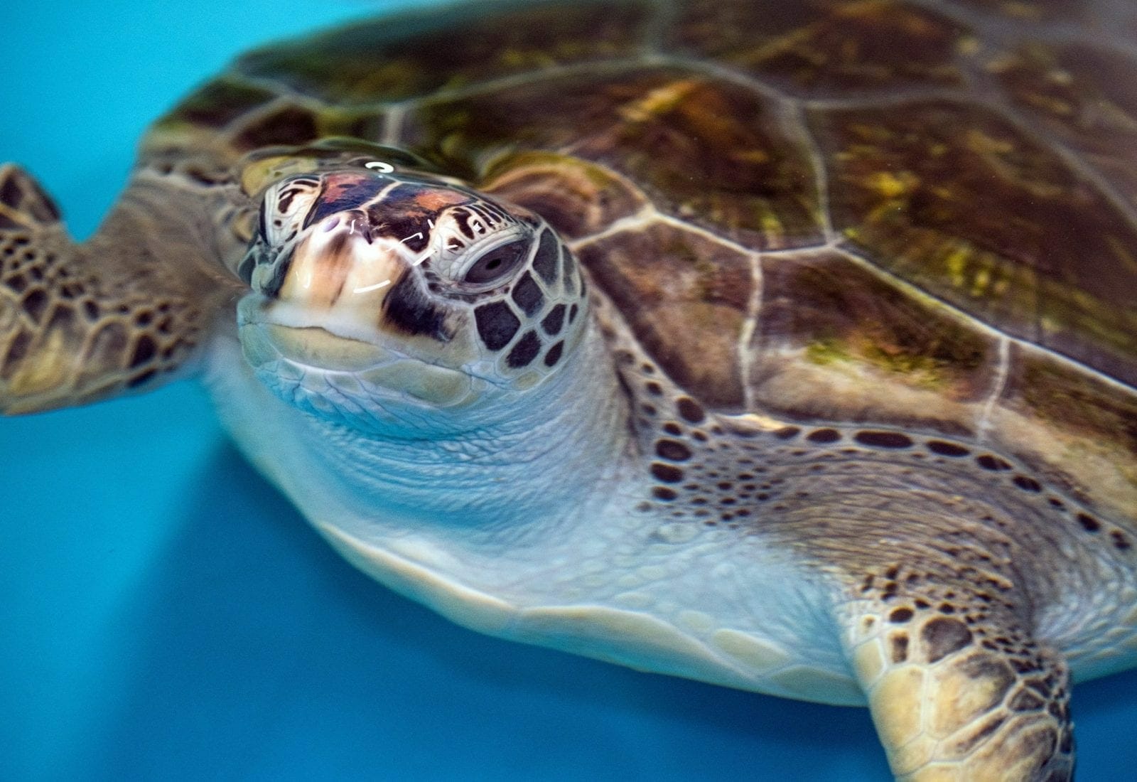 Turtle