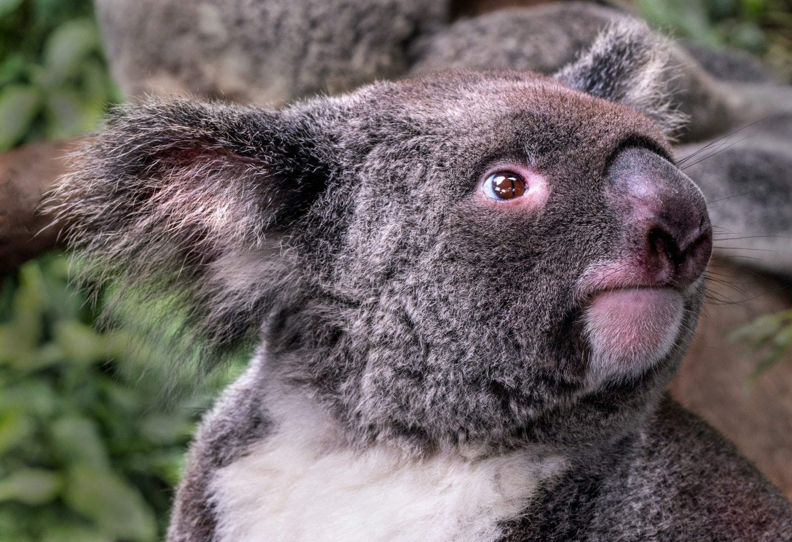 Koala Bear