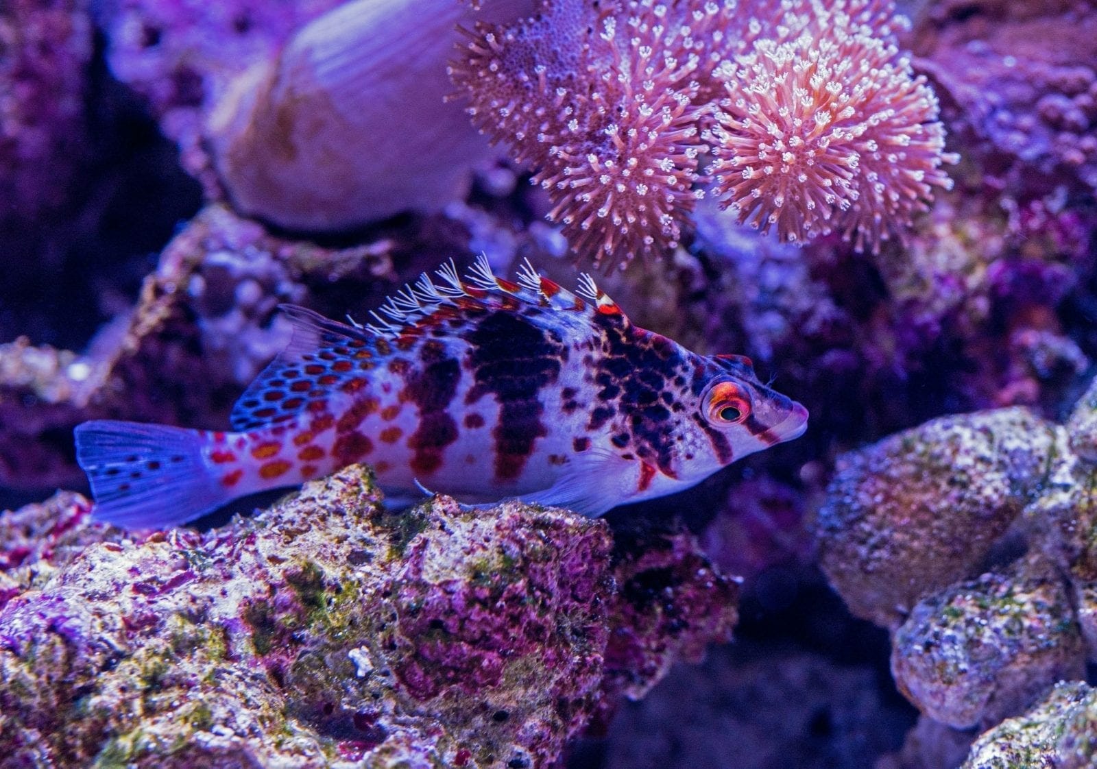 Snorkeling
