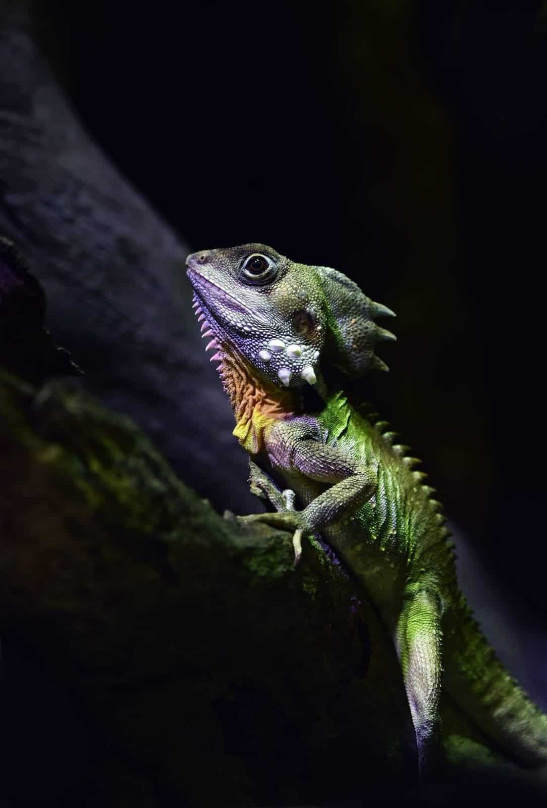 Reptile