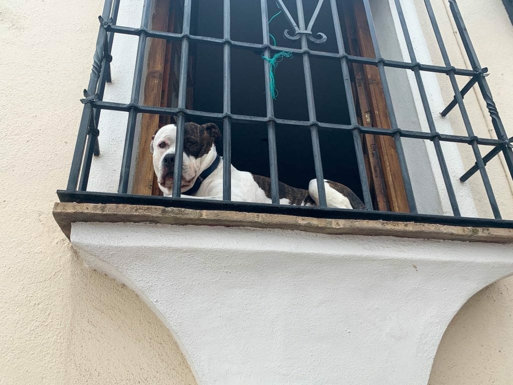 Dog