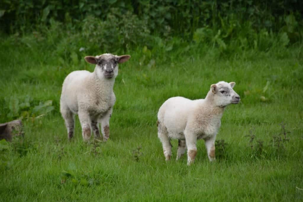 About Us Wanderers Compass, The Story of Wanderers Compass