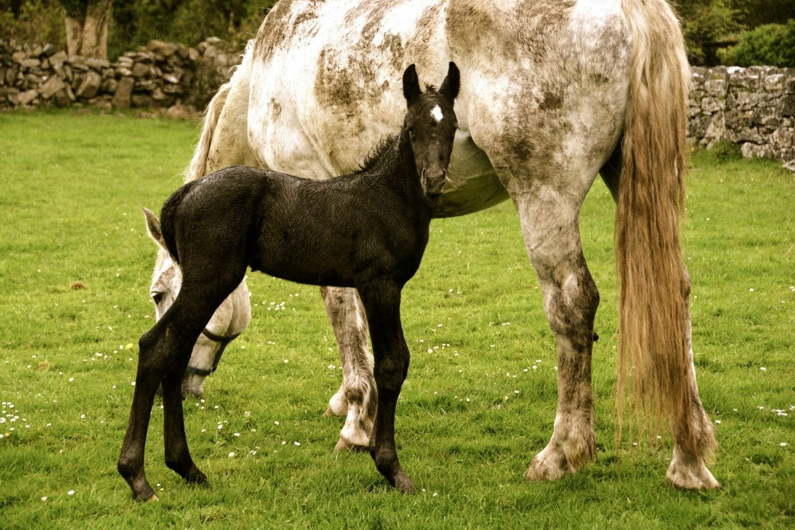 Horses