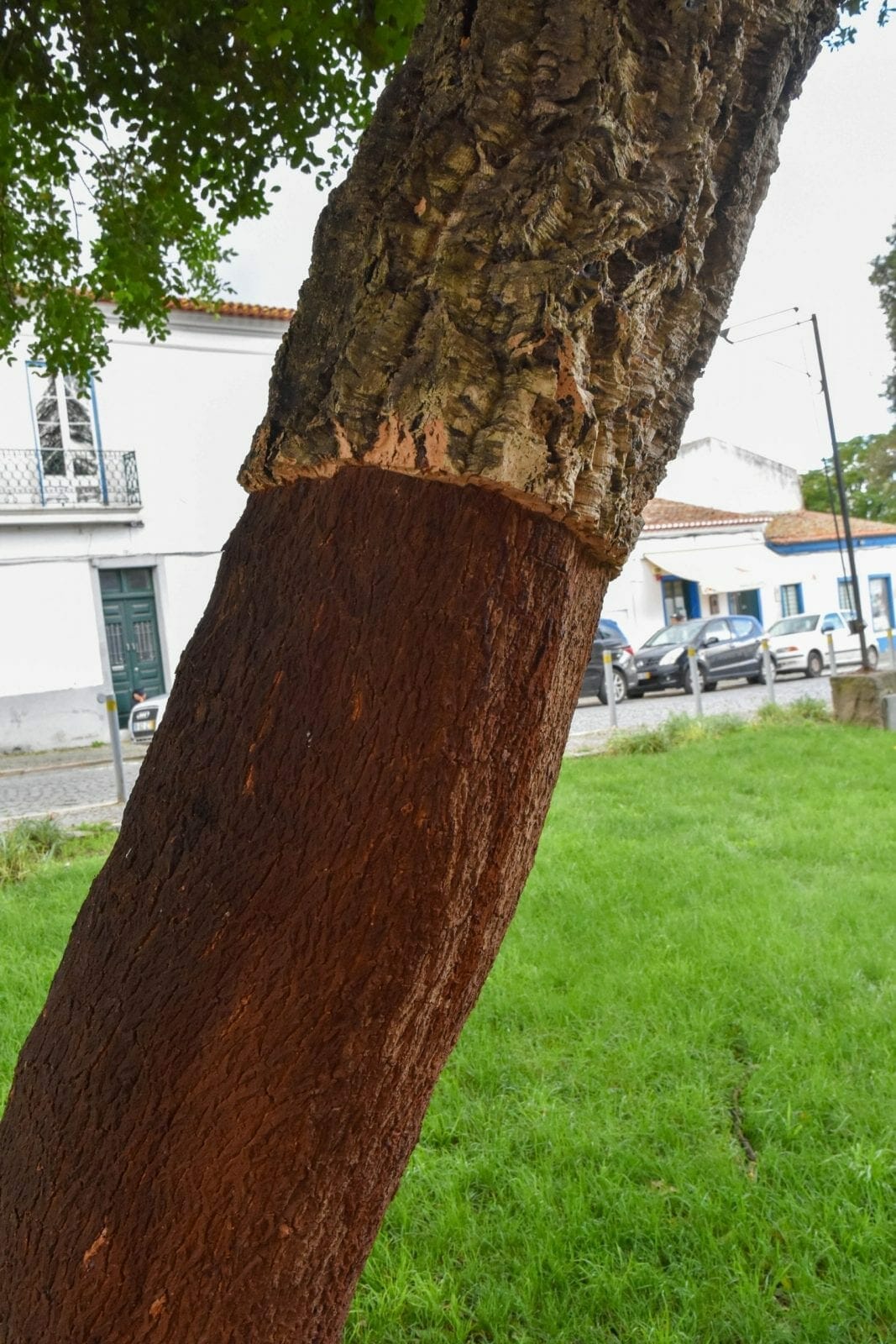 Evora Cork Tree