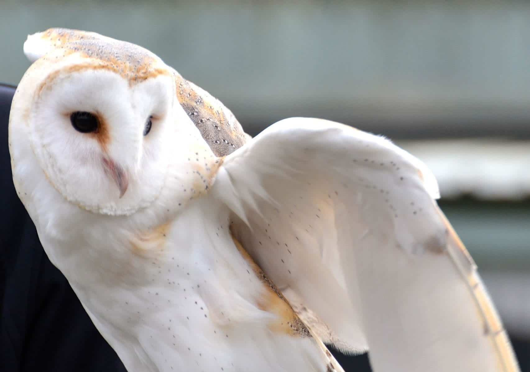 White owl