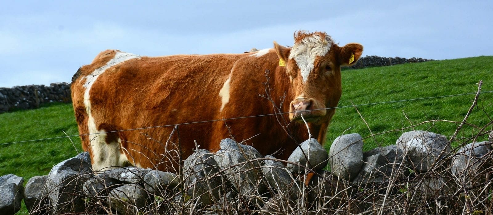 Cow in Ireland