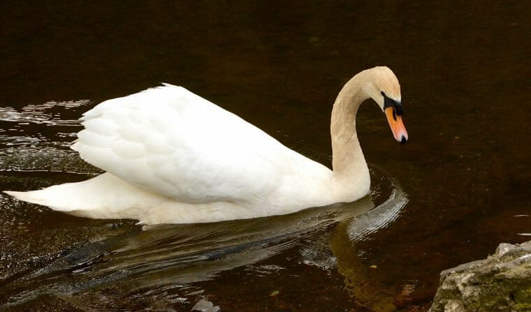 Swan