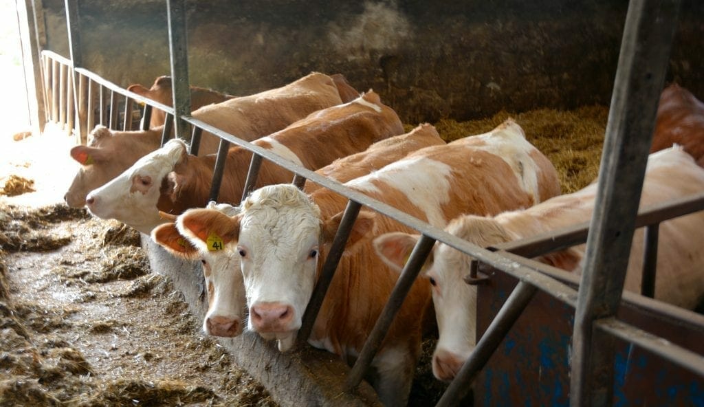 Cows