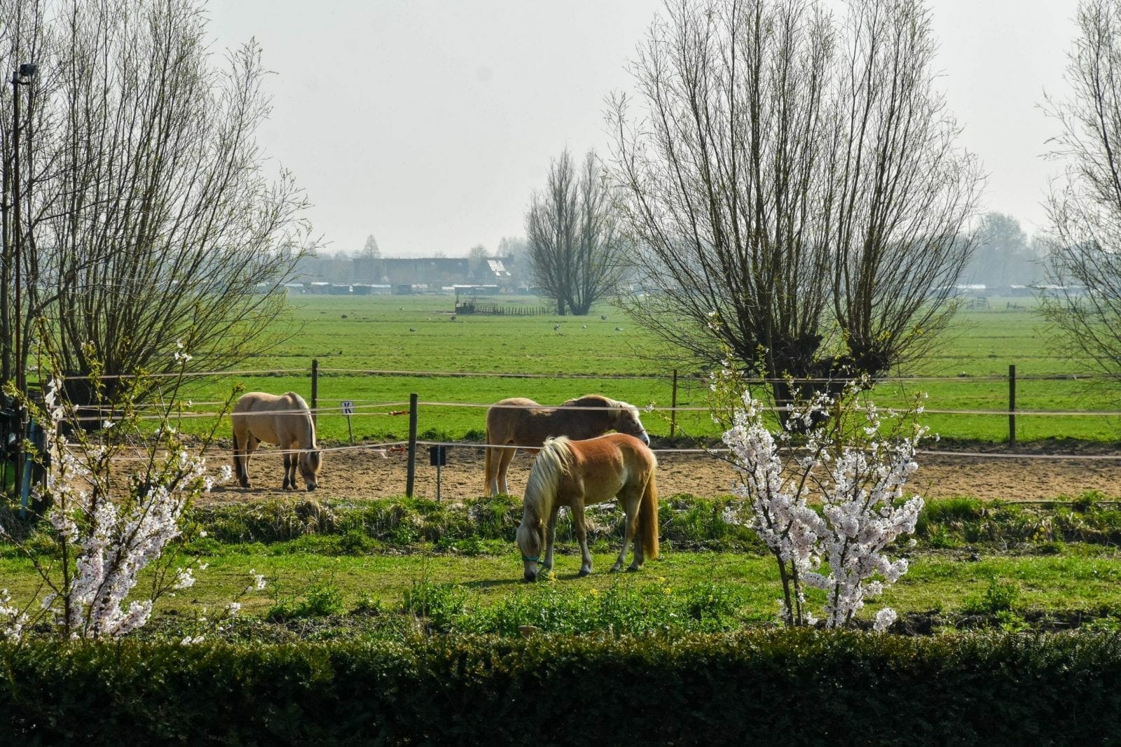 Netherlands