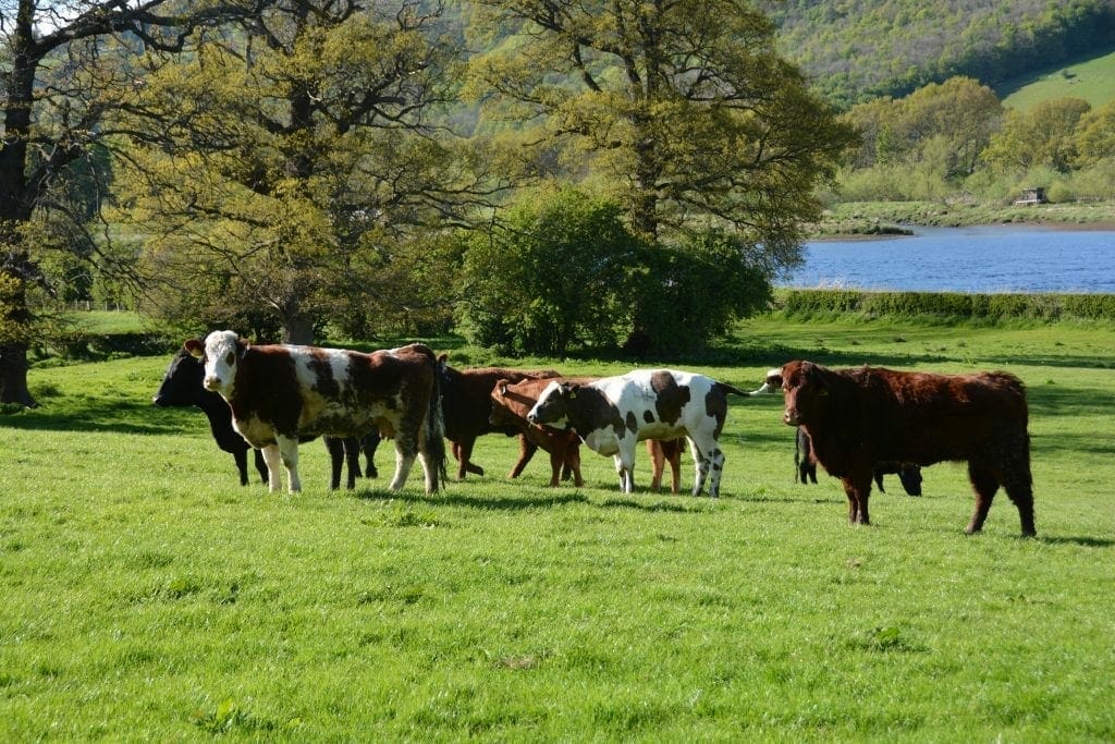 Scotland