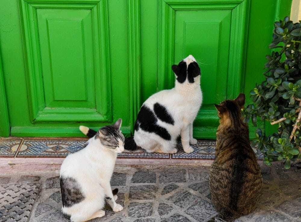 Crete kitties