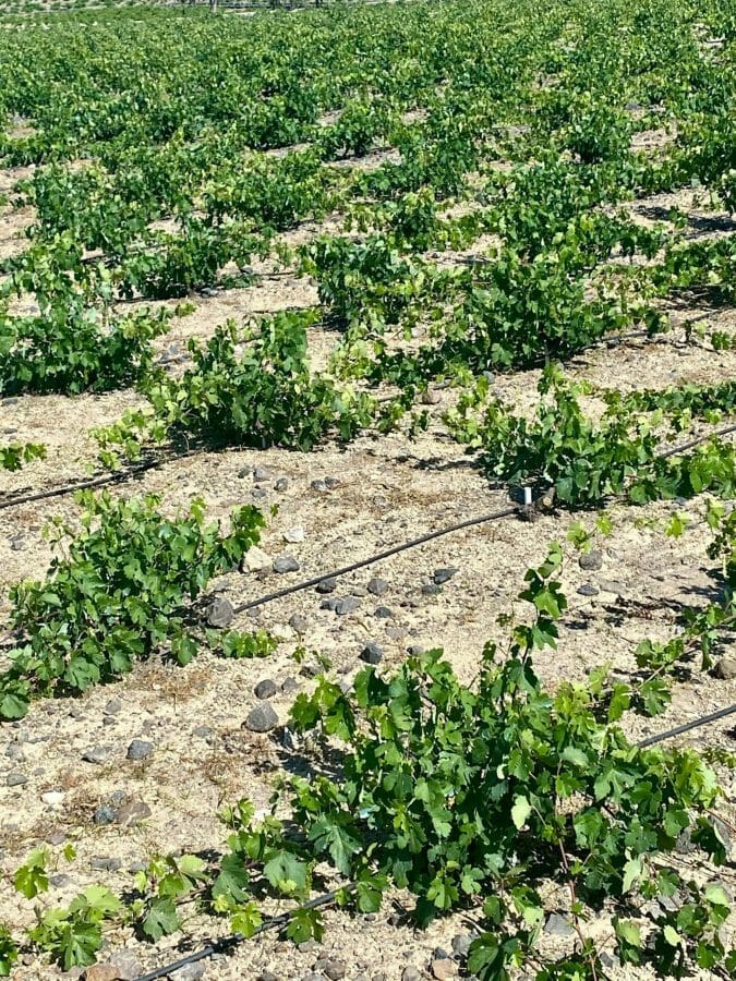 Gape vines