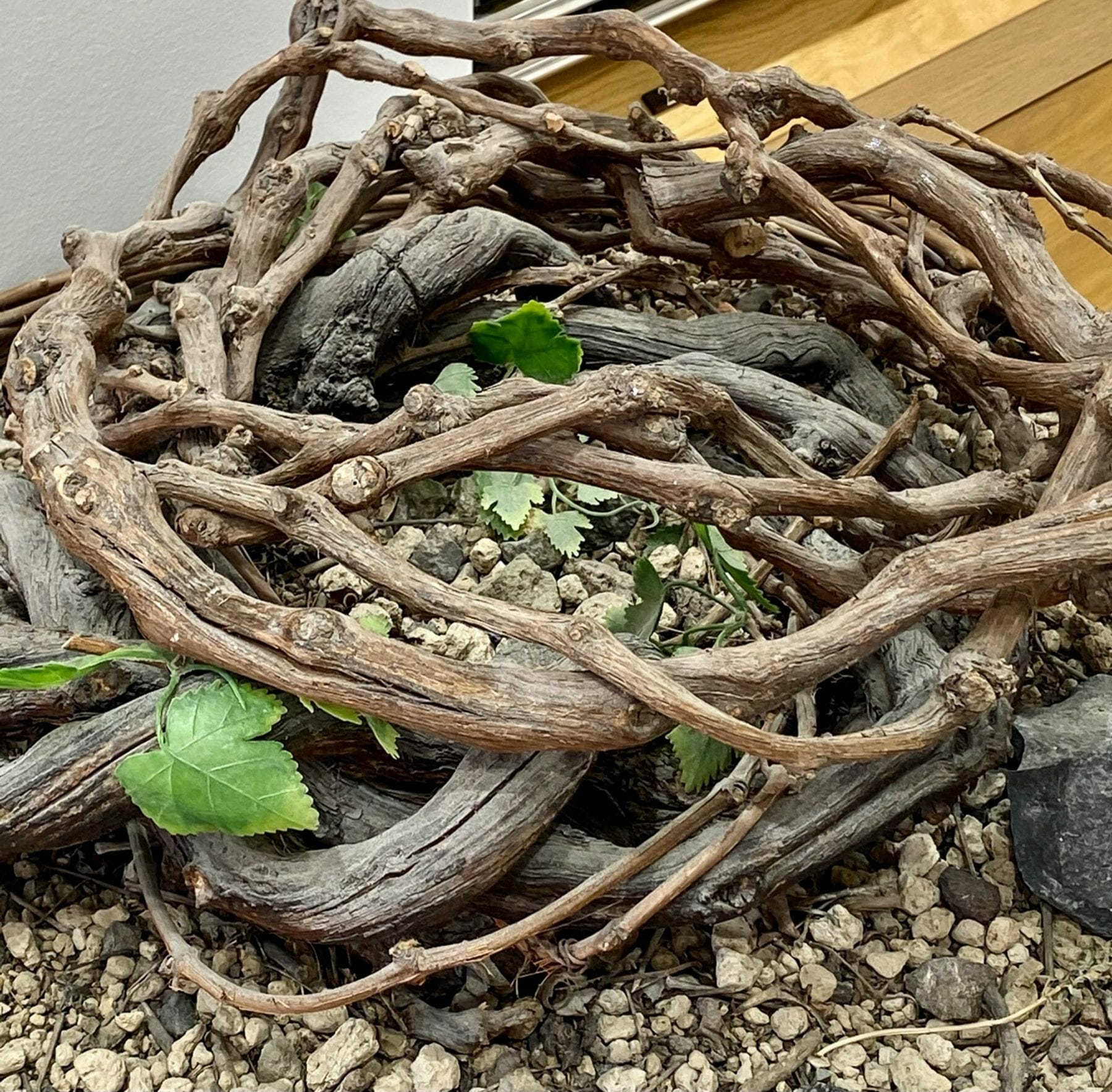 Grape basket from vines