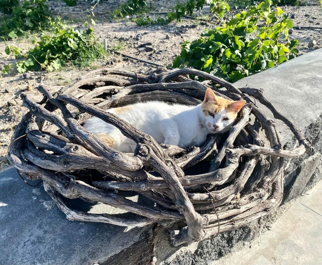 Kitty in Vines