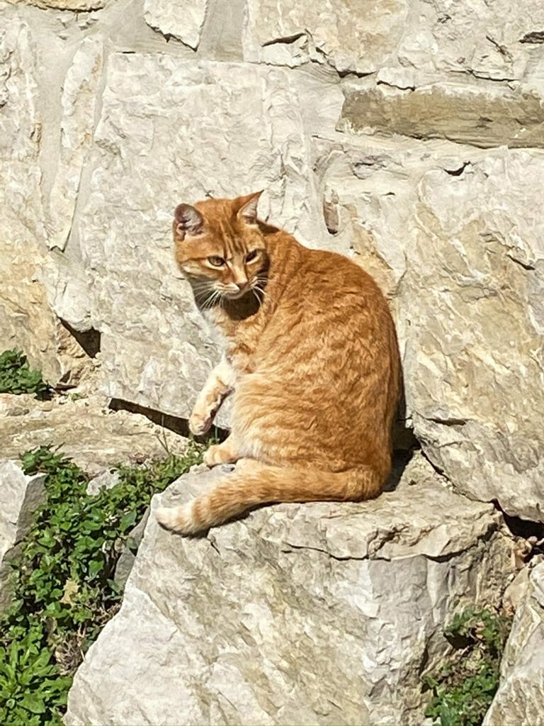 Cat in Hum