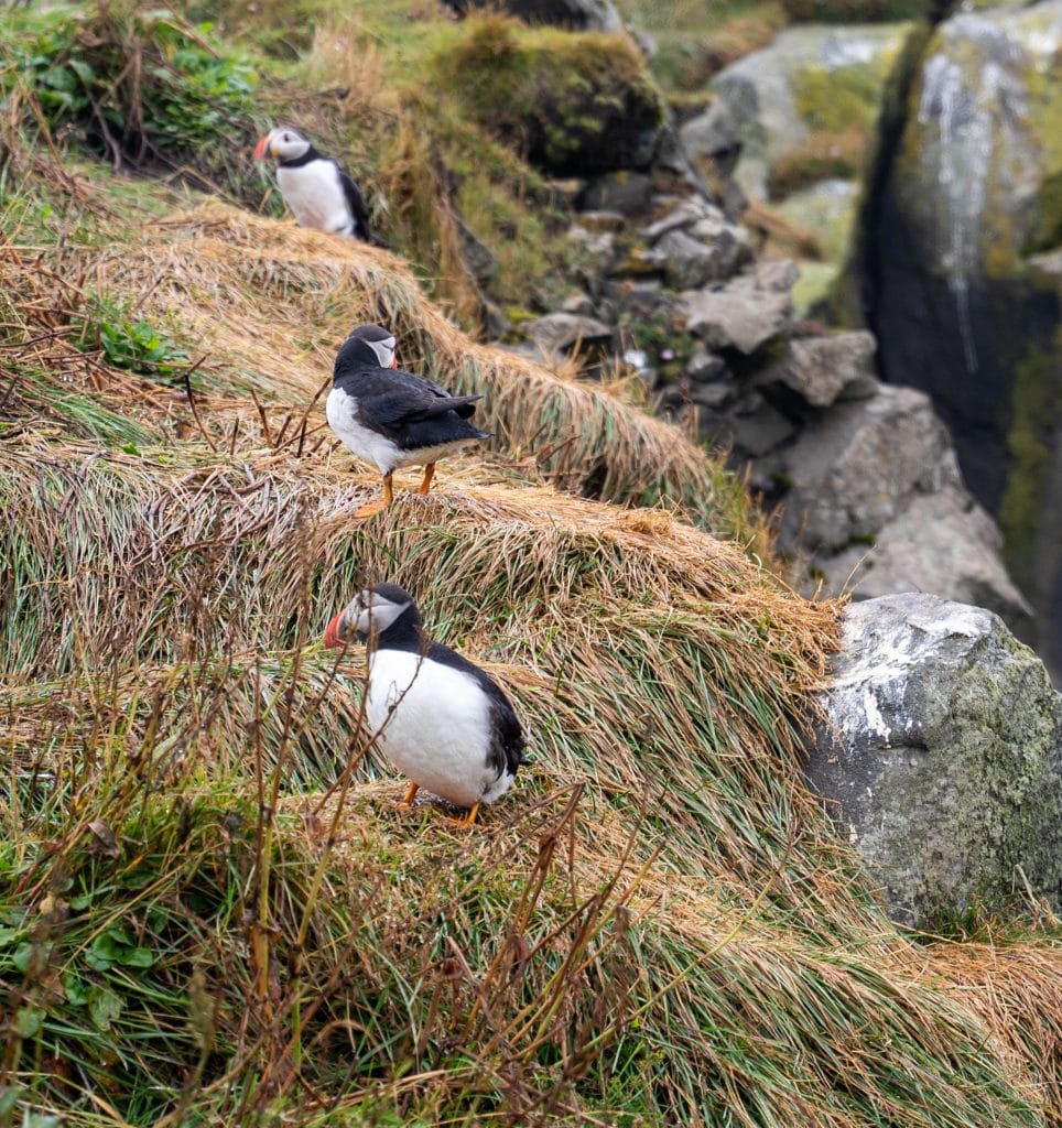 Puffins
