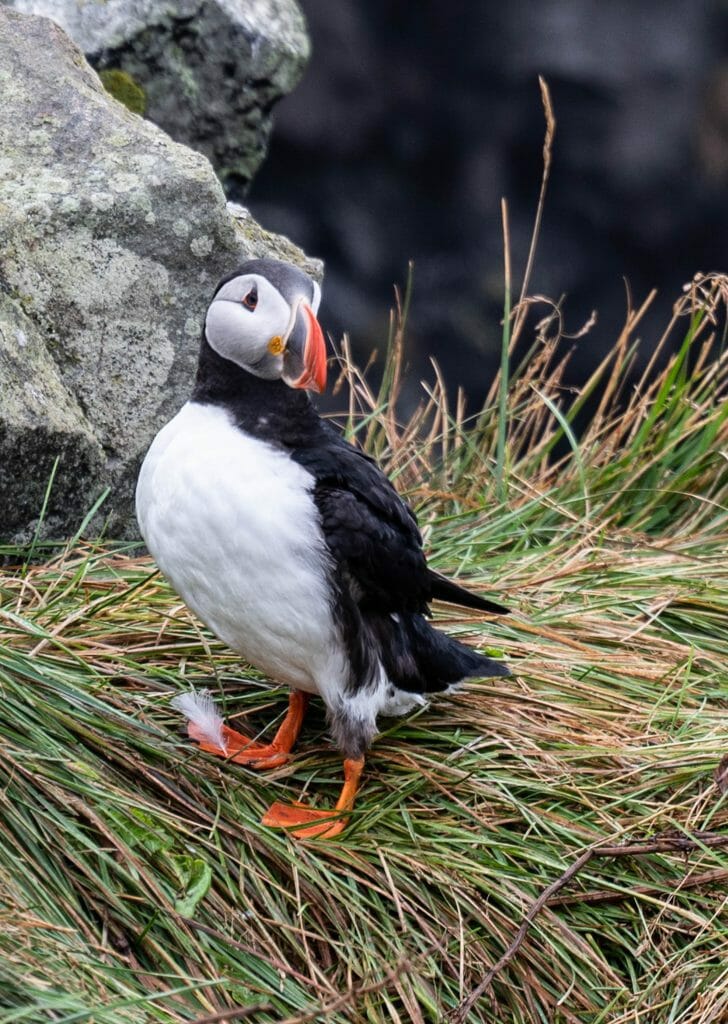 Puffin