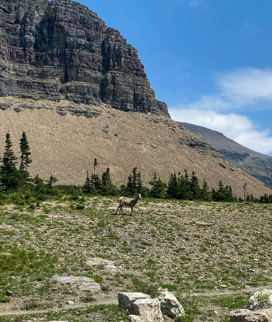 Wildlife