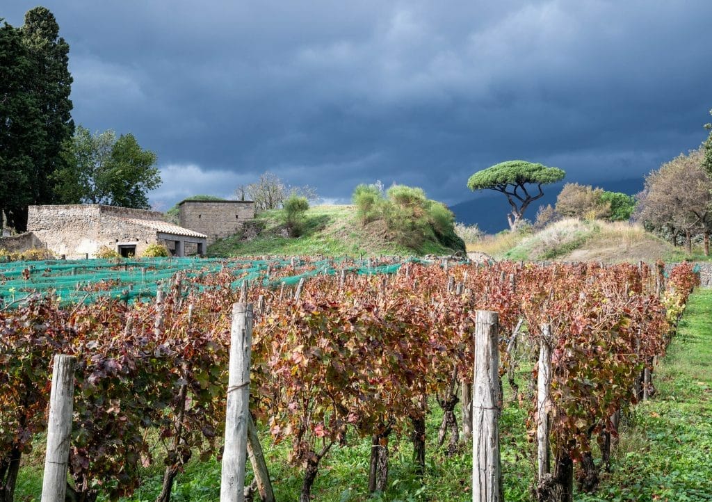 Grape vines