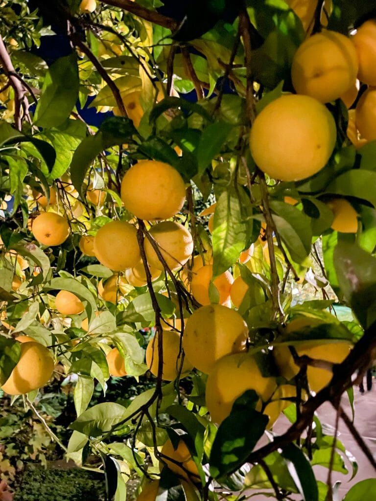 Limoncello