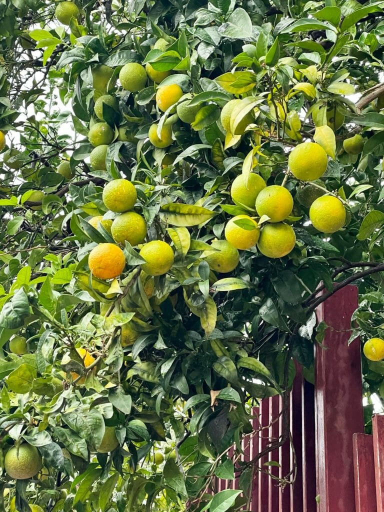 Limoncello, Limoncello: Libations of the World