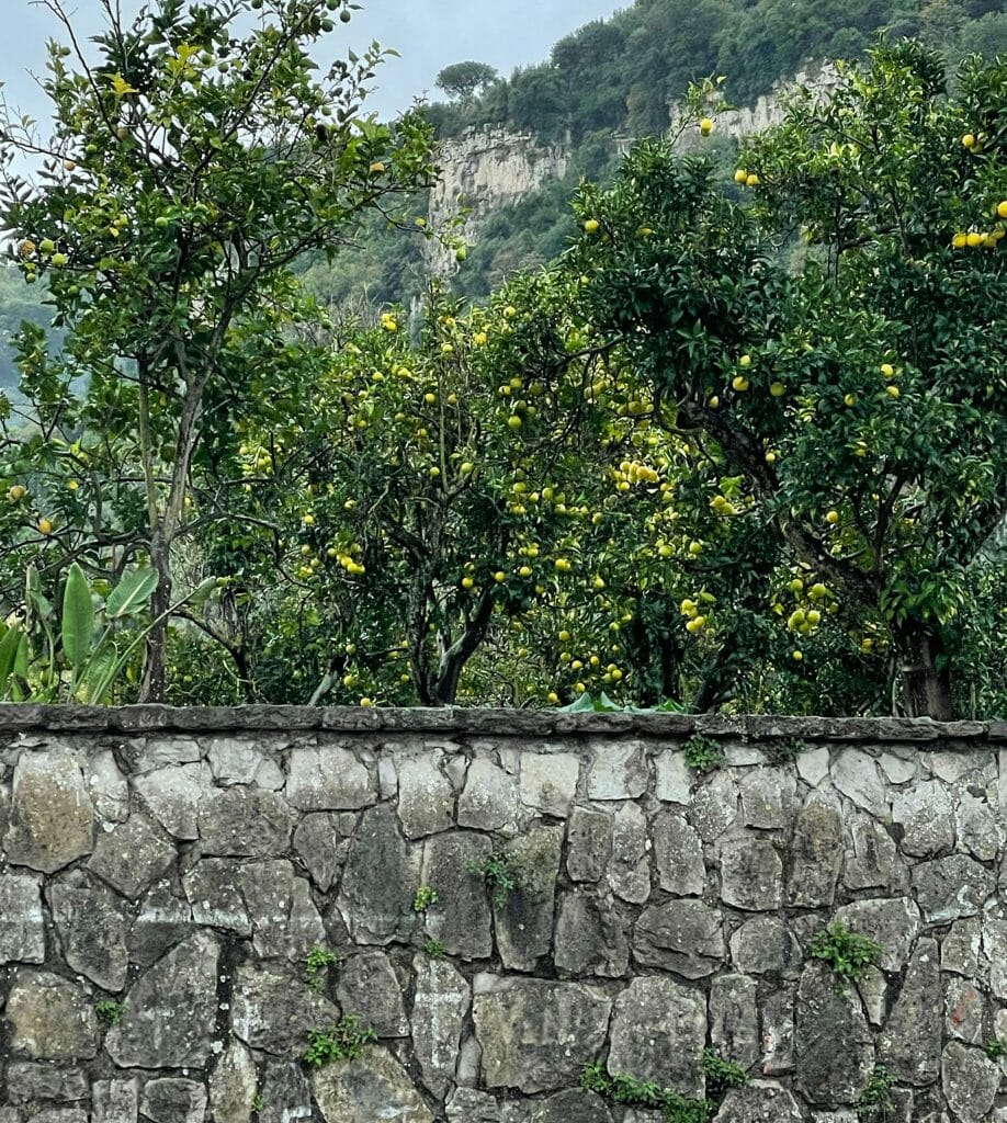 Lemon garden