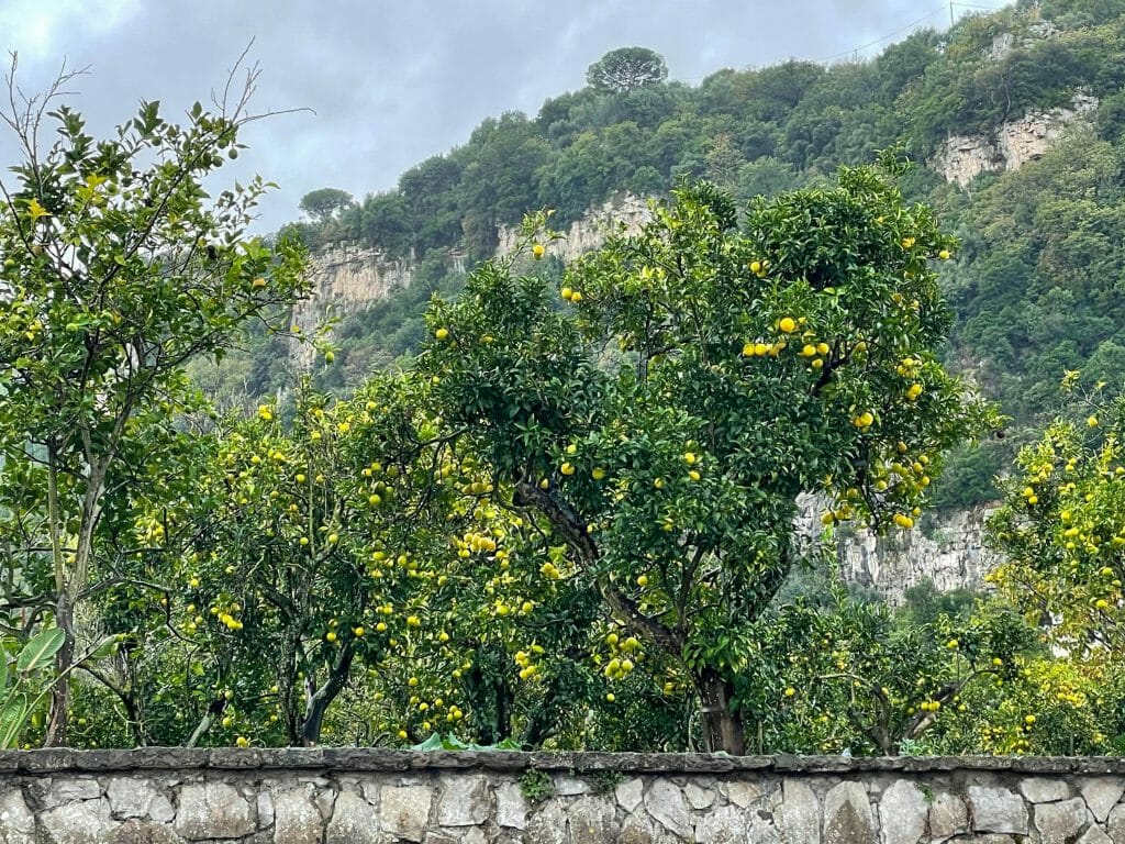 Lemons