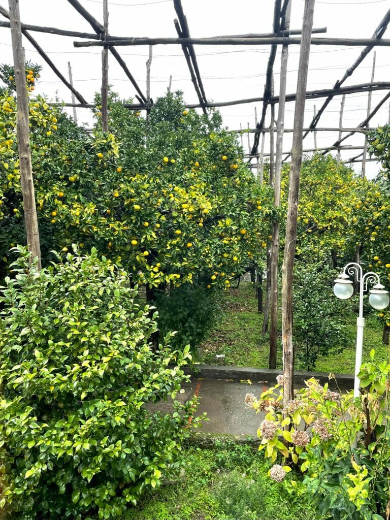 Limoncello, Limoncello: Libations of the World