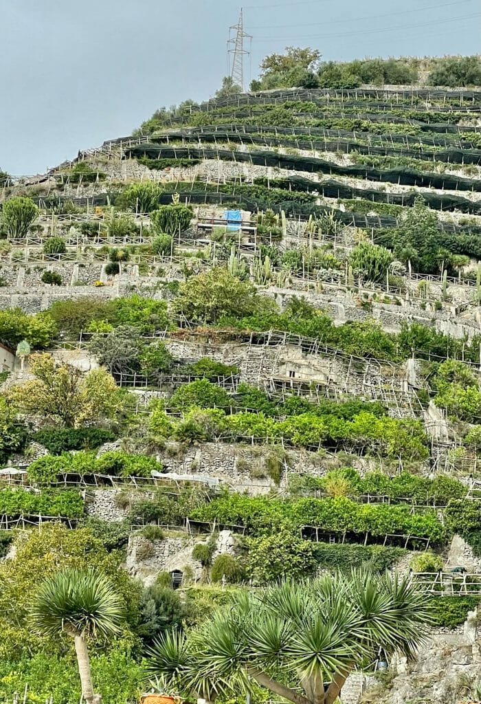 Limoncello, Limoncello: Libations of the World