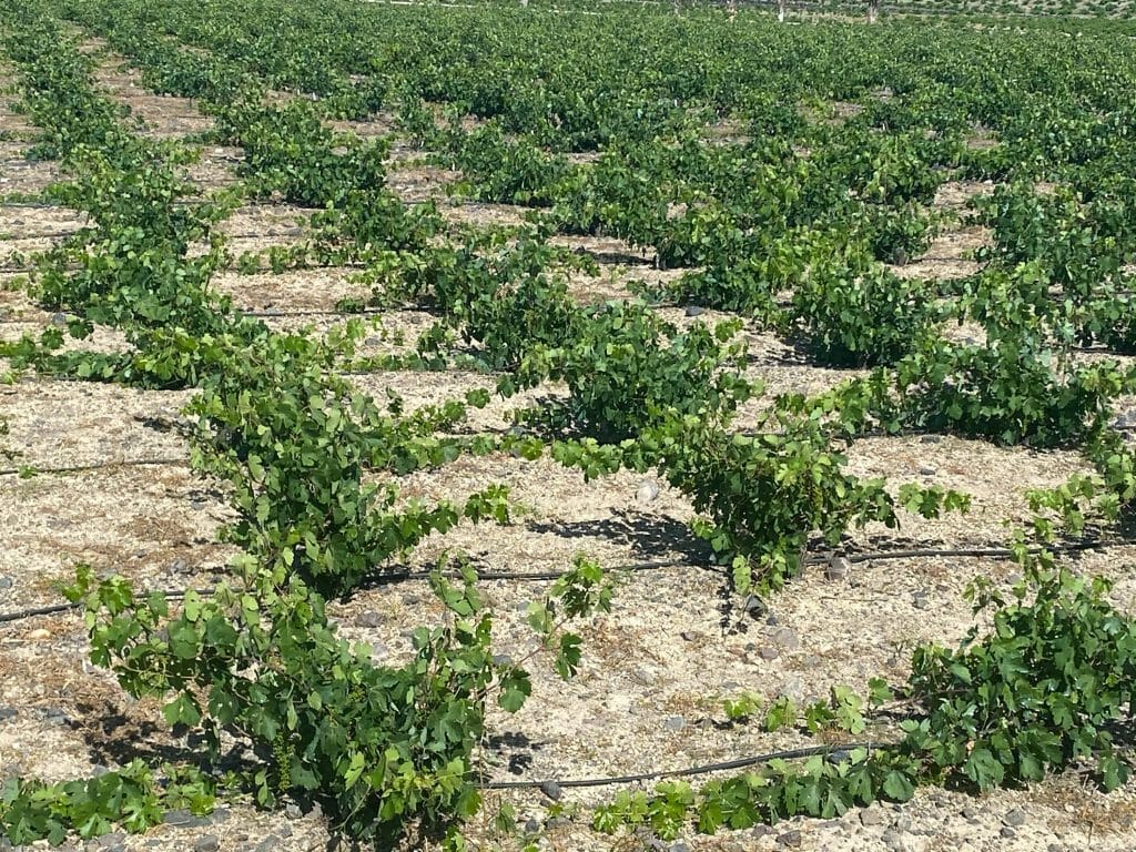 Vinsanto, Vinsanto: Libations of the World