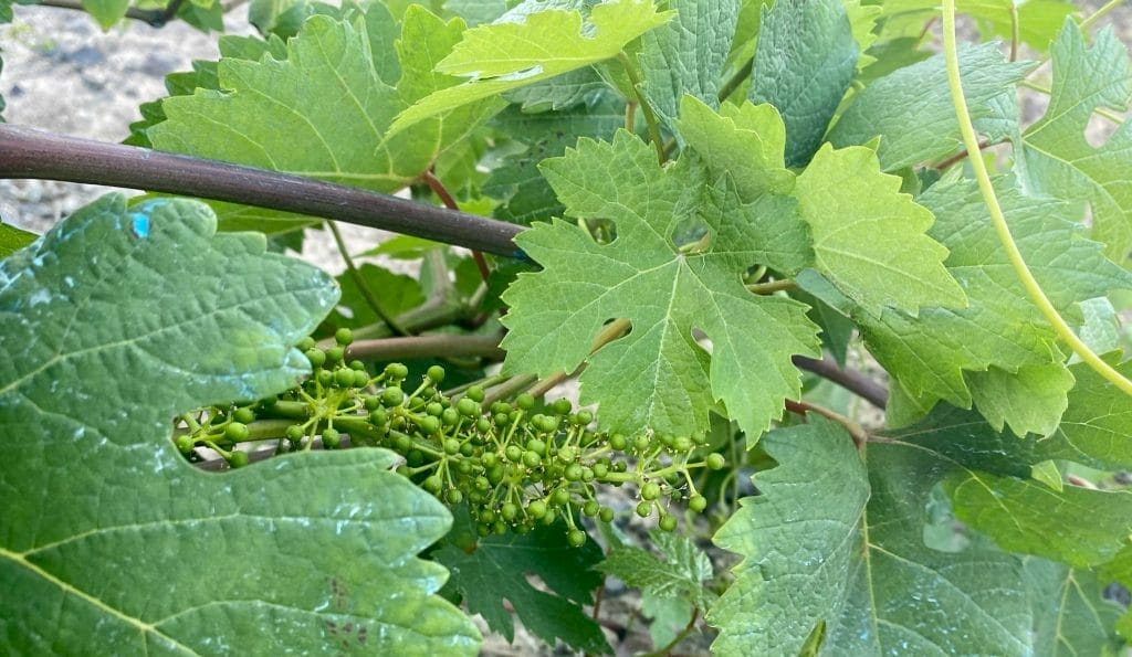 Vinsanto, Vinsanto: Libations of the World