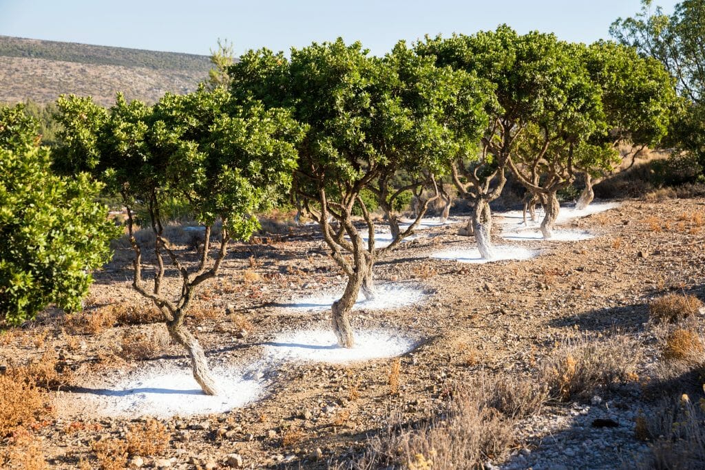 Mastiha, Mastiha: A Unique Herbal Spirit from Greece