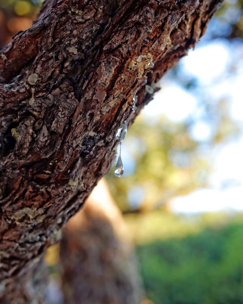 Mastiha, Mastiha: A Unique Herbal Spirit from Greece