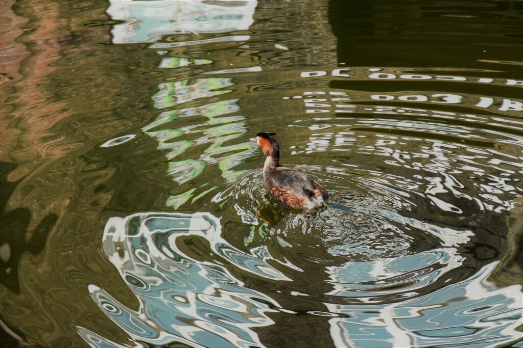 Duck