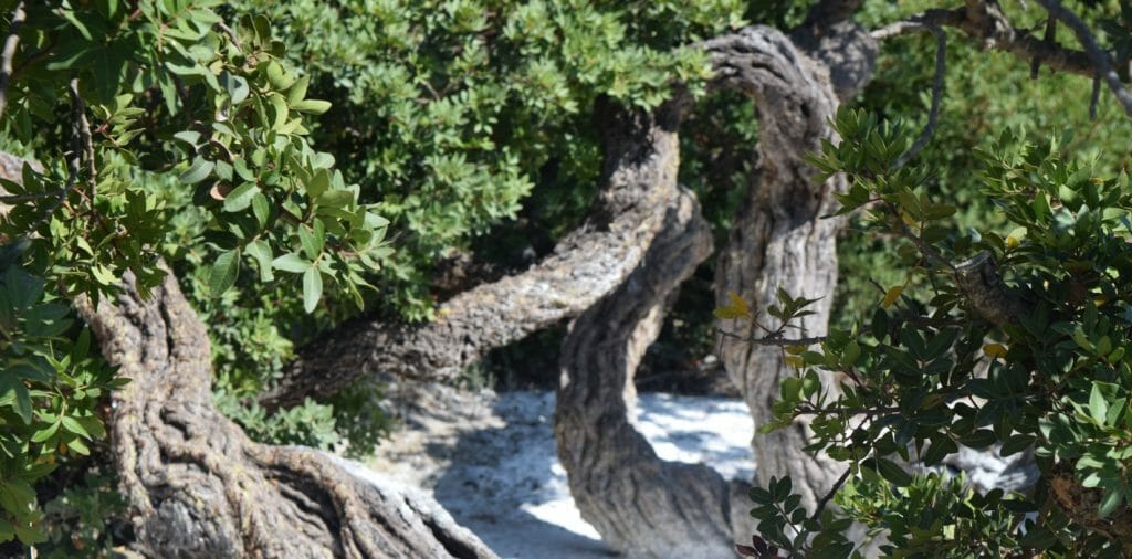Mastiha tree