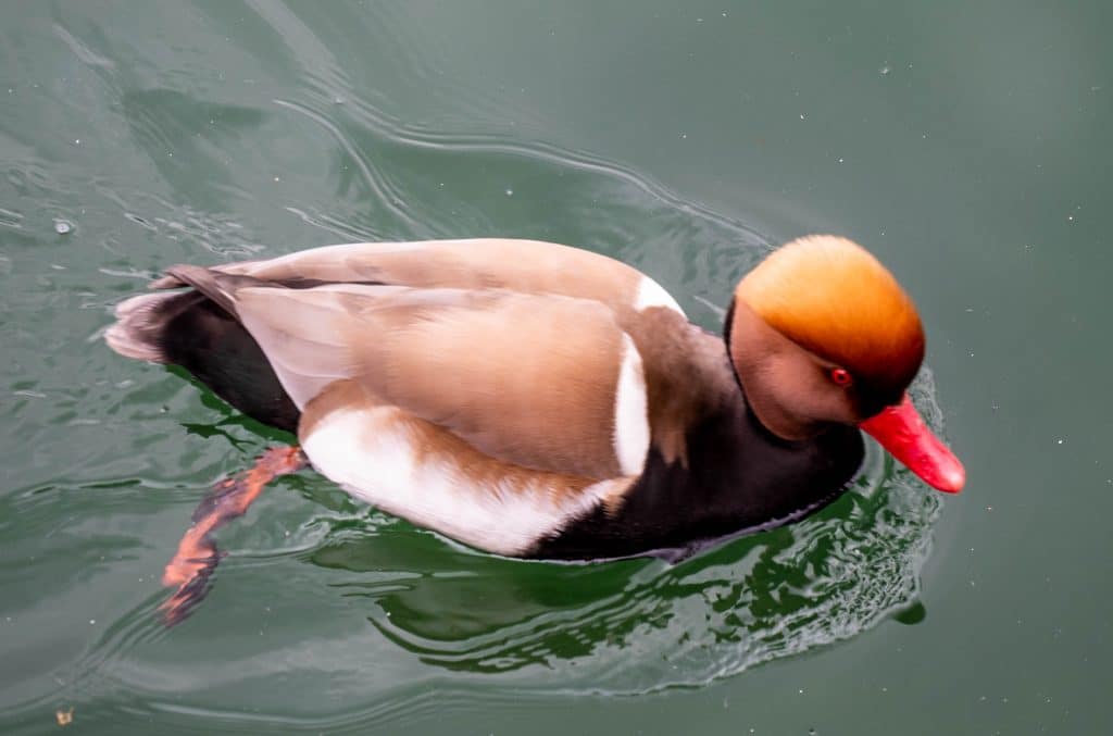 Duck