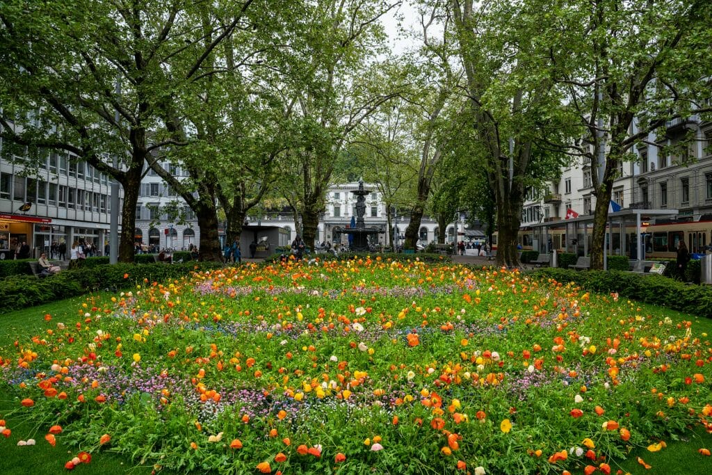 Flowers Zurich