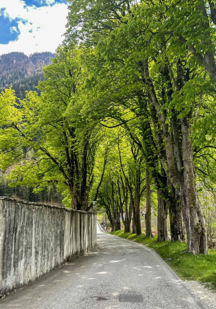 Tree lined road