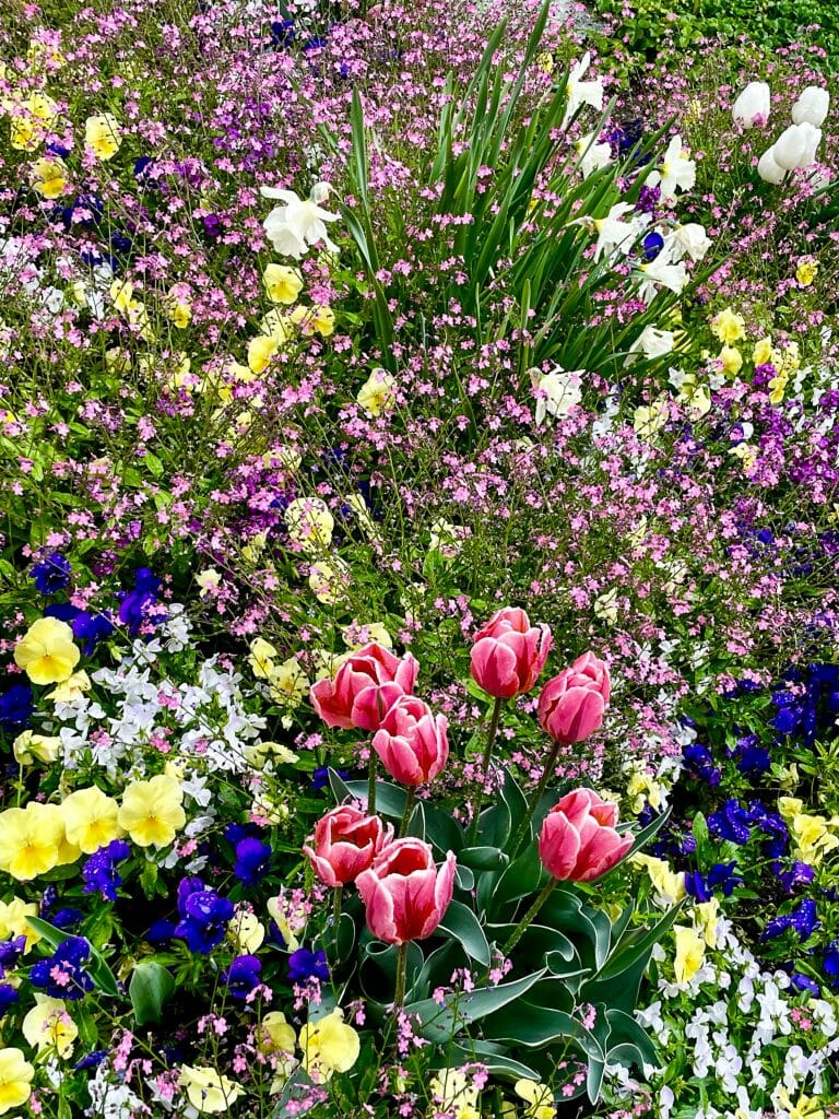 Flowers Zurich