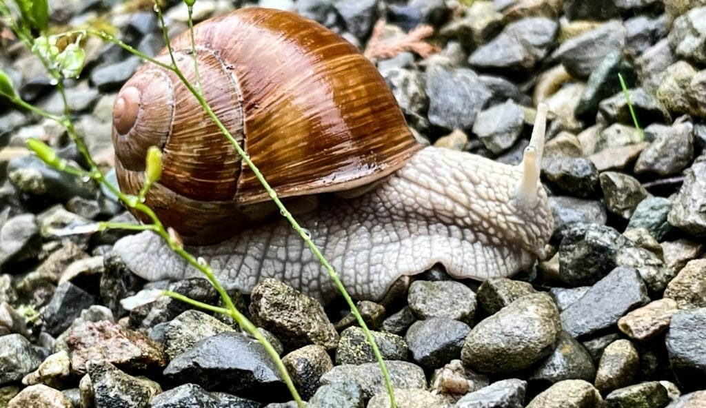 Snail