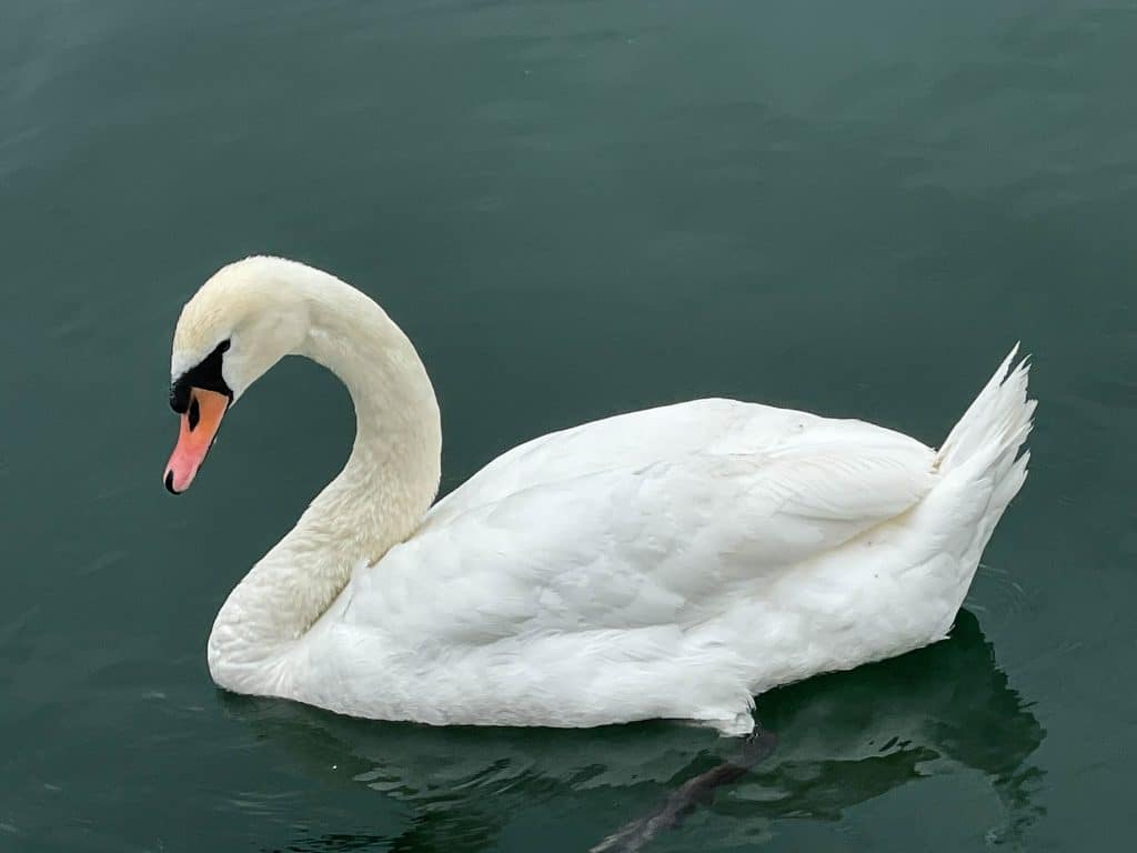 Swan
